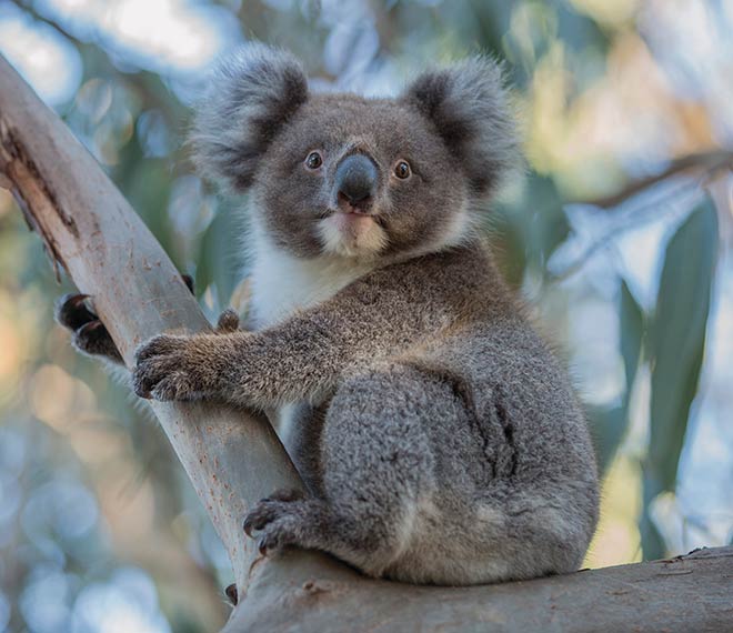 Imponerande djurliv i Australien