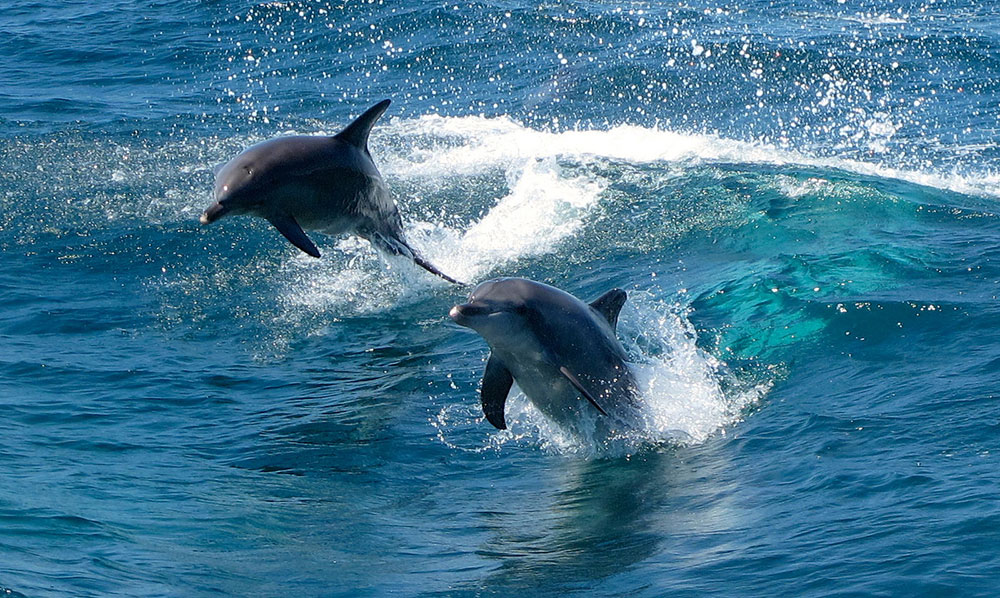 Delfiner vid Rockingham, Perth