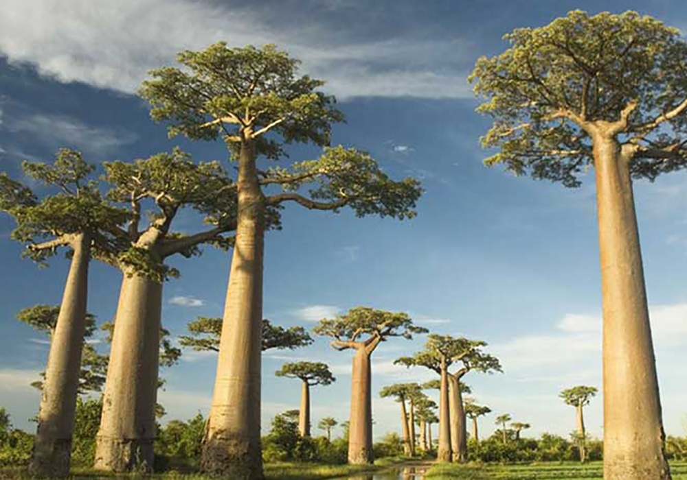 Madagaskar Baobabträd