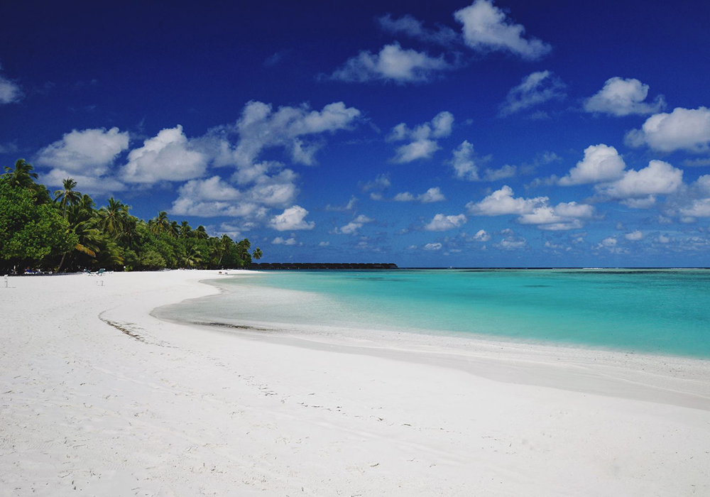 Maldiverna. beach sand palm