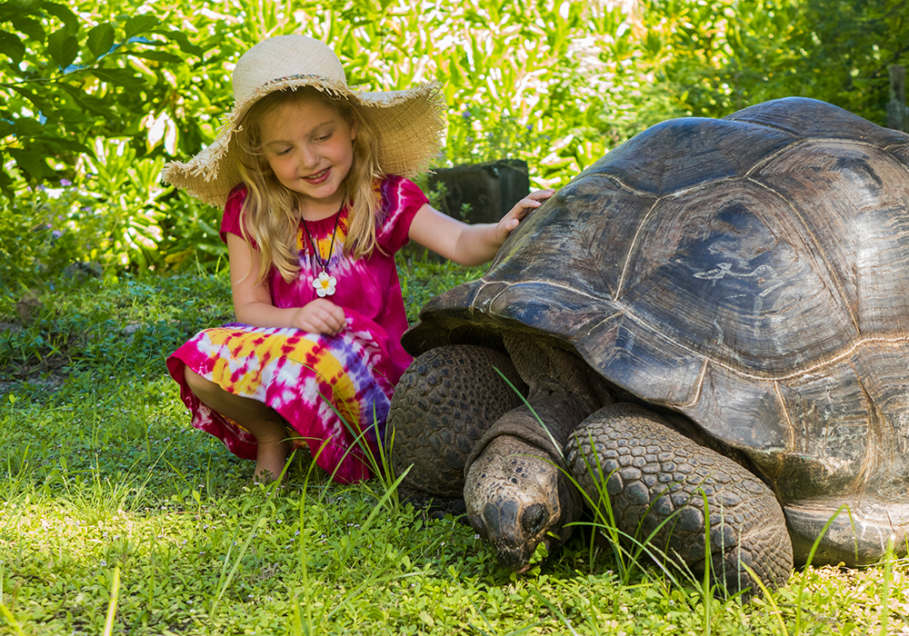 Seychellerna. lite flicka med sköldpadda 