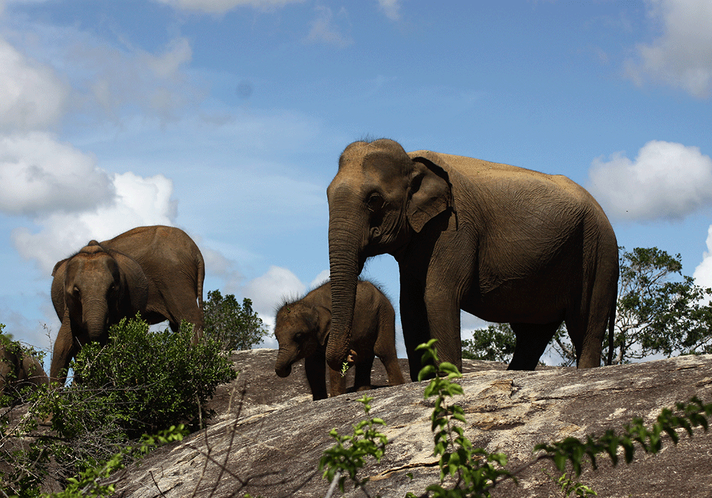 Ståtliga elefanter går att se i nationalparken Yala, Sri Lanka