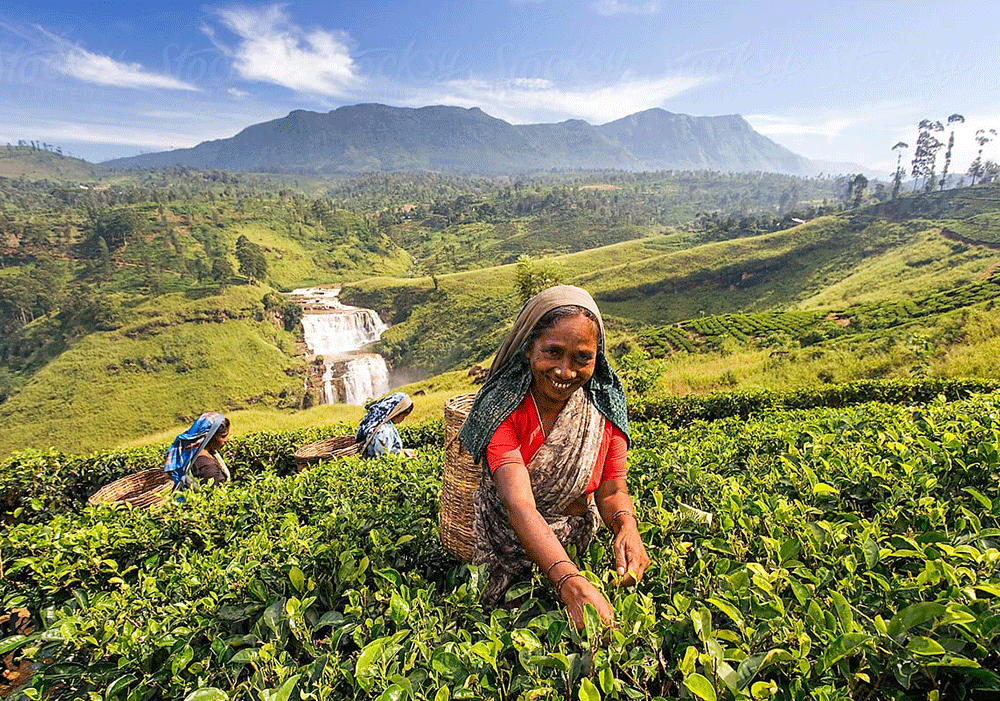 Sri Lanka. Tea Plantations