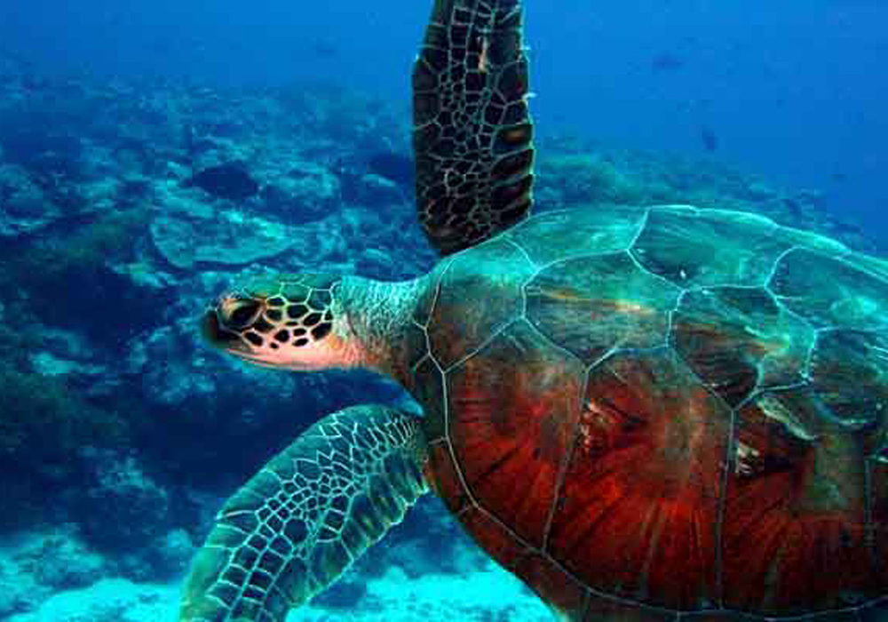 Tonga. Beautiful sea turtle