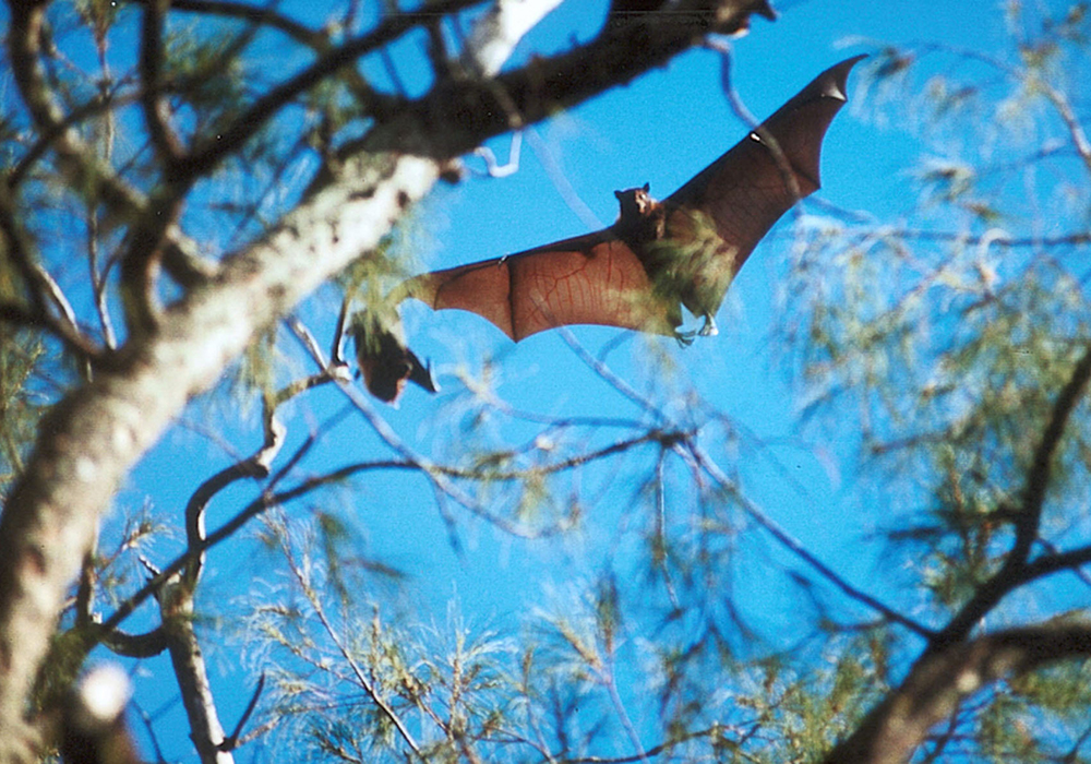 Tonga. Tonga Bat 